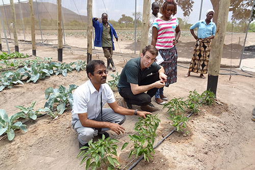 Ramu Govindasamy inspecting peppers